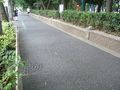 東京府周辺環境・蚕糸の森公園歩道.jpg